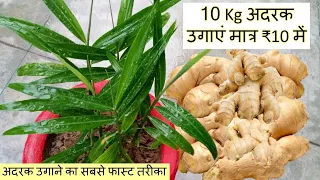 10 Kg अदरक कैसे उगाएं मात्र ₹10 में | Fast Way to Grow Ginger In Pot | Adrak kaise ugaye |