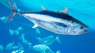 HOW  BLUEFIN TUNA FARM AND RAISED THROUGH CAGES 👍