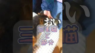 豆まきと三毛猫 #アテレコ #柴犬スティーブ