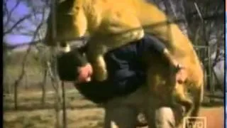 Lioness showing their love to Kevin Richardson.flv.25&id=96c587bdd4f27b98