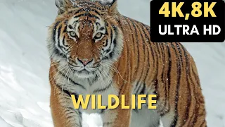 THRILLING WILDLIFE 8K ULTRA HD WITH SOFT MUSIC | ULTRA 4K, FULL HDR