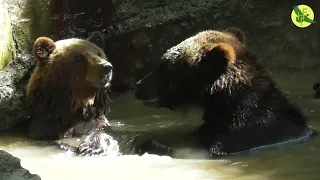 Ведмідь Мир в басейні / Медведь Мир в бассейне / Myr the bear in the pool
