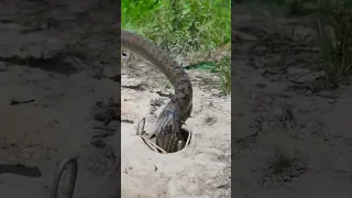 Primitive technology - Easy Snake Trap Using Plant Catch Big Snake in Hole #snaketrap #shorts