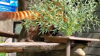 野毛山動物園のレッサーパンダ イチゴちゃん