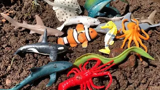 Washing Muddy Sea Animal Toys - Megan's World  #seaanimals