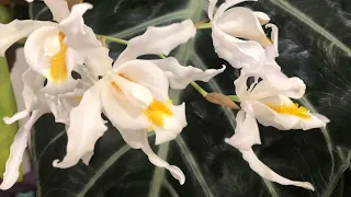 Coelogyne cristata жизненный цикл, как растёт мое растение