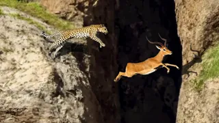 When The Leopard Does The Impossible To Catch Its Prey , But Fail !!