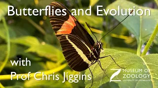 Heliconius butterflies with Prof Chris Jiggins