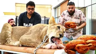 اتحدينا ملك الغابة الأسد🦁  ١٠ دجاجات!! | Lion Eating Challenge
