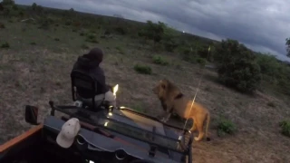 AMAZING! WATCH TWO MALE LIONS ROAR! - FEET FROM TRACKER! - GREATER KRUGER NATIONAL PARK