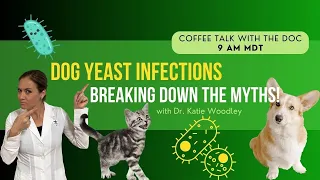 Yeast Infections in Dogs: Common Myths & Holistic Remedies