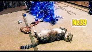 Funny Cats 😹 cat vs christmas tree  коты против ёлки , кот уронил ёлку  cats against the tree