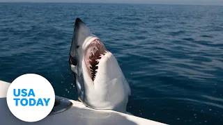 Monster mako shark lands in fishing boat in Maine | USA TODAY