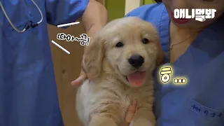 돈가스 먹으러 가는 줄 알았는데 주사 맞은 리트리버 반응ㅋㅋㅋㅣMom Dog’s Behavior After Giving Birth to 8 Retriever Pups..