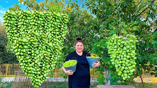 Abundant Fig Harvest and Fig Jam Making | Village Life