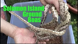 Solomon Island Ground boas-available now