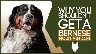 BERNESE MOUNTAIN DOG! 5 Reasons you SHOULD NOT GET A Bernese Mountain Dog Puppy!