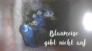 Nestlingstag Nr. 15 - ein weiteres Küken ist gestorben, aber Frau Meise gibt nicht auf!