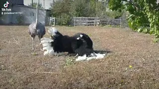 Страус танцует под песню "Федерико Феллини". Ostrich dancing