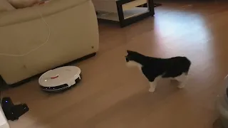 로봇청소기한테 쫄아서 냥냥펀치 날리고 도망가는 고양이 ㅋㅋㅋ