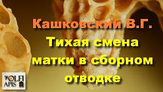 #Кашковский В.Г. Тихая смена матки в сборном отводке