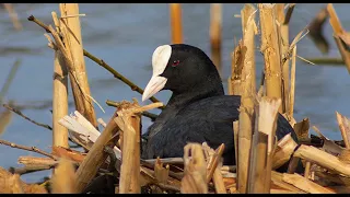 Лысуха строит гнездо 👷‍♀️ Один день из жизни болотной курицы🌿