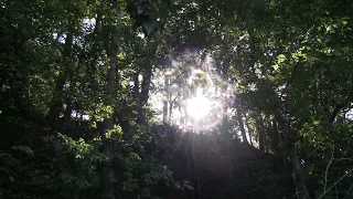 A Walk in the Woods:  A Guided Meditation