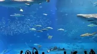 Saint-Saëns - Aquarium (The Carnival of the Animals) Aquarium Kuroshio Sea