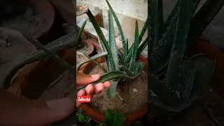 Aloe Vera Leaves Curling & Drying?