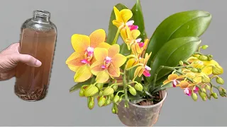 I poured 1 bottle on the roots! Orchids bloom easily all year round