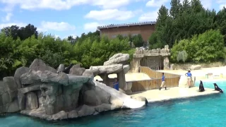 Spectacle des otaries du zoo de Beauval 21/08/2016