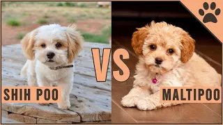 Shih Poo vs Maltipoo - Easy Comparison