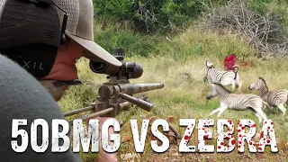50 BMG VS ZEBRA