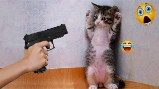 🐱 Best Cats Videos 🤣🙀 Best Funny Cats Videos 🙀