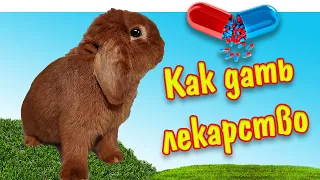 Как давать лекарства кроликам через шприц