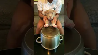 Puppy Drums # #cutedogs #puppy #cute #funny #viral #shorts
