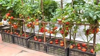 If you want to grow tomatoes, try this method, which is very simple and produces many fruits