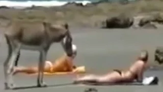 Девушки на пляже.  Смешная нарезка. Girls on the beach . Funny thread ) .