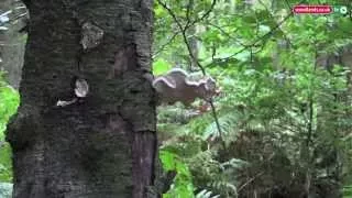 Mushrooms Growing on Trees