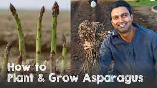 How to Plant and Grow Asparagus from Asparagus Crowns