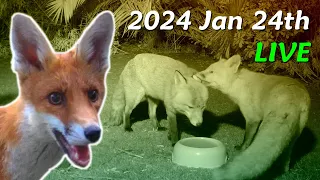 Foxes Live - 2024 January 24th