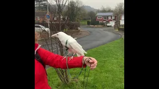 Albino Crow