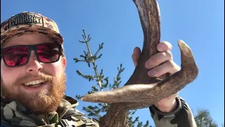 Moose Shed Hunting Idaho 2023