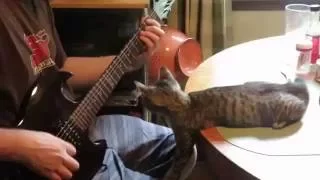 Cute Kitten loves guitar