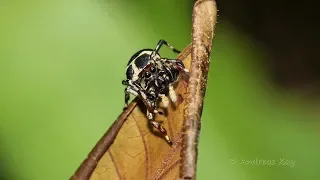 Jumping Spider, Phiale sp., Salticidae from Ecuador