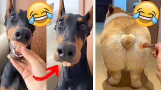 The best dogs funny moment in the world!🤣😂😂😂