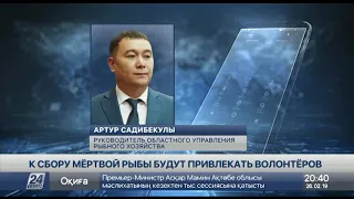 В Атырау на реке Урал начала всплывать мертвая рыба