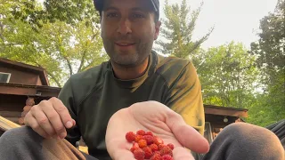 Wild strawberries are the best ( found in my yard ) Michigan, USA