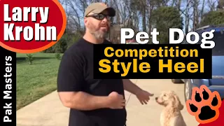 How to teach an average pet dog a competition style heel