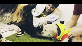 Coco meet Barfi first time 😍 Purav jha #puravjha #dogvideo #vlog #germanshepherd #goldenretriever